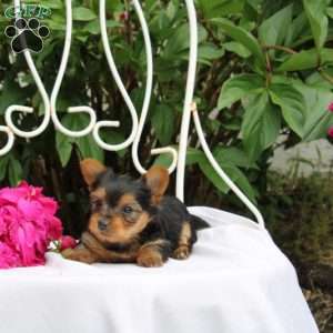 Lilanie, Yorkie Puppy